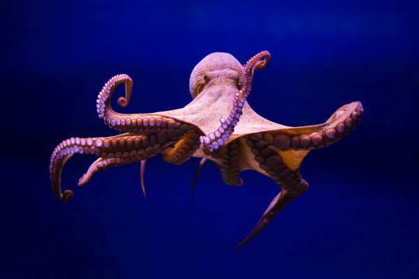 Kraken ссылка зеркало официальный