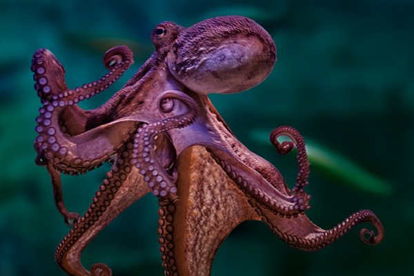 Kraken 2025 ссылка